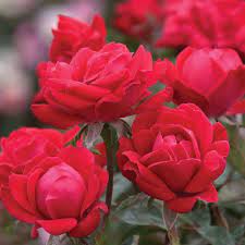Knock out rose with images knockout roses landscaping with. Double Knock Out Rose Roses Stark Bro S