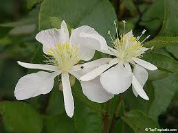 Image result for Clappertonia ficifolia