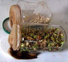 Sprouting Large Beans Pinto Great Northern