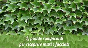 Le piante grasse pendenti, sono piante ornamentali, collocate in cesti e panieri che vengono sospesi su mensole e ripiani, o fissati con sostegni al soffitto all'interno della sezione singole piante trovi tutte le schede delle principali. Le Piante Rampicanti Per Ricoprire Muri E Facciate Orto24