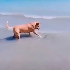 busy in ocean video funny animals funny dogs cute dogs