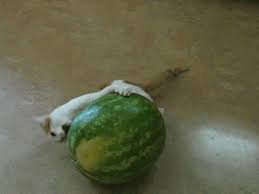 Gif links cannot contain sound. Watermelon Cat Gifs Get The Best Gif On Giphy