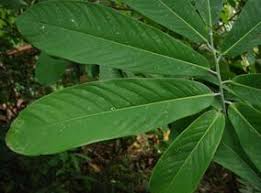 Image result for Monodora grandidieri