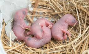 Fatigue, shortness of breath, and paleness from anemia What Is The Difference Between A Rat And A Mouse Rentokil