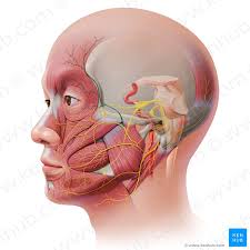 Facial Nerve Origin Function Branches And Anatomy Kenhub