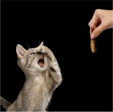 猫壱