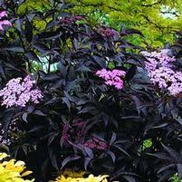 · morden golden glow elder · golden mockorange · dart's gold ninebark · festivus gold ninebark · tiger eyes® sumac · sem false spirea · dakota goldcharm spirea · double play® gold spirea. Sooner Plant Farm