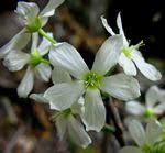 Image result for Rourea orientalis