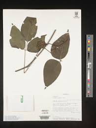 Image result for Mucuna poggei