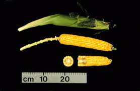 We did not find results for: Maize Insect Pests In North America Radcliffe S Ipm World Textbook