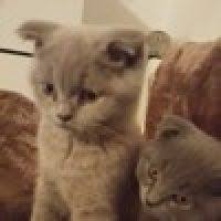 Kat Kat Katmer Borek Mutlaka Denemelisiniz Nefis Yemek Tarifleri Tarifler Yemek Yemek Tarifleri