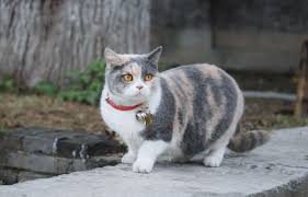 Greek god names for cats. Names For Girl Cats S