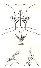 Cdc Malaria About Malaria Biology