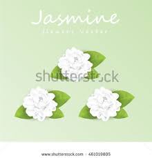 Jasmine Flower Vector Illustration Jasmine Flower Vector Illustration Flowers
