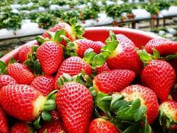 #cameron highlands #green view garden #tourist #travel #tourism #vacations #strawberry #strawberry farm #strawberry dessert #strawberry strudel #strawberry ice cream. Strawberry Farm Picture Of Eco Cameron Travel Tours Cameron Highlands Tripadvisor