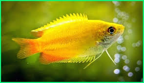 Untuk itu, berikut ini 6 cara. Cara Merawat Ikan Hias Gurame Madu Honey Gourami Dunia Fauna Hewan Binatang Tumbuhan Dunia Fauna Hewan Binatang Tumbuhan