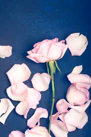 Postal De Flores Con Rosas, Lugar Vacío Para El Texto, Fondo Floral Fotos,  retratos, imágenes y fotografía de archivo libres de derecho. Image 50271011