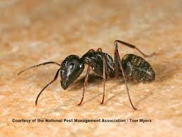 While black carpenter ants are common, these pests may be a combination of black and red, or completely black, red or brown. Carpenter Ants How To Get Rid Of Black Carpenter Ants