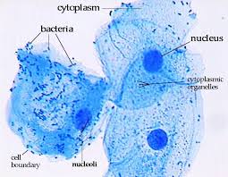 Generally, the term is used to describe single celled organisms that move in a primitive crawling manner (by using temporary false feet known as pseudopods). How These 26 Things Look Like Under The Microscope With Diagrams