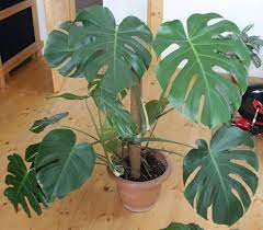 Find all content by mosterra find all threads by mosterra. Monstera Fensterblatt Pflanzenfreunde Com