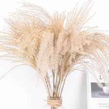 Press alt + / to open this menu. 50pcs Real Dried Small Pampas Grass Wedding Flower Bunch Natural Plants Decor Home Decor Dried Flowers Free Shipping Artificial Dried Flowers Aliexpress