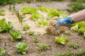 la releve et la peste permaculture paillis paillis de chanvre