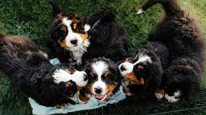 We do not have puppies at this. Living With 14 Bernese Mountain Dogs Ep 1 Vlog006 Youtube