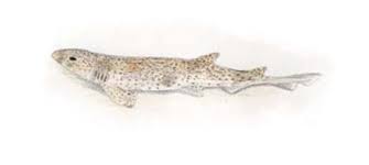 Some sharks living in frigid waters can heat their eyes with a special organ in their eye socket so they can hunt more efficiently regardless of the temperatures. Small Spotted Catshark Fact File Marine Dimensions