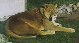 Image result for lion biting lioness tail