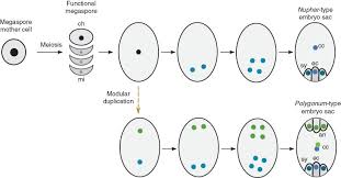 When two megasporic nuclei takes part in formation of embryosac. Arrangement Of Nuclei In A Polygonum Type Of Embryo Sac In The Angiosp Askiitians