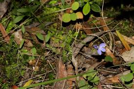 Image result for Lobelia flaccida
