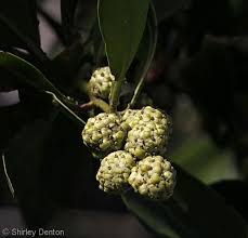 Image result for Conocarpus erectus