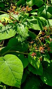 Image result for Cynanchum praecox