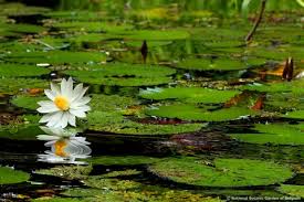 Image result for Nymphaea lotus