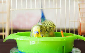 How to give your newborn a bath. Bathing Birds Vca Animal Hospital