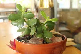 So many years later i still have it though i so neglect it. Why Jade Plants Are The Lucky Charm Gardenware