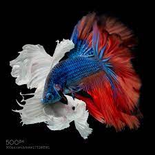 Siamese fighting fish, betta fish are very beautiful and interesting freshwater tropical fish that are easy to care for and great aquarium fish. Fighting Of Betta Fish By Aeyzrio Betta Fish Betta Fish