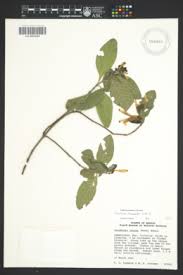 Image result for Justicia lithospermoides