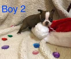 5 boston terrier puppies for sale. View Ad Boston Terrier Puppy For Sale Near California Galt Usa Adn 58039