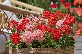 Image result for foto muškáty