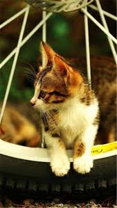 Cute Animals Cute Animal Kitten Wallpaper Kittens Cutest Cats