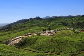 Image result for puncak rindu alam CIANJUR