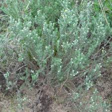 Image result for Eriocephalus microphyllus