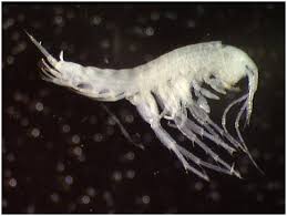 Image result for Styppeiochloa