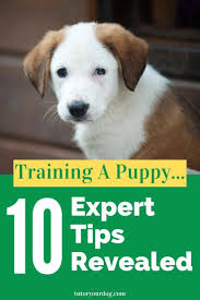 10 Expert Tips Revealed For Training A Puppy Tutor Your Dog In 2020 Puppy Training Online Dog Training Dog Training