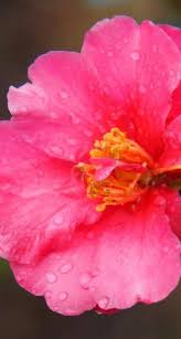 Camellia X Vernalis Hiryu Camellia Flowers Plants