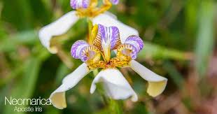 New plantlets form at the tops of flower stalks which then bend to the ground and take root. Neomarica The South America S Walking Apostle Plant Iris