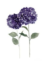 Amazing flowers my flower purple flowers beautiful flowers colorful roses hortensia hydrangea hydrangea macrophylla hydrangea flower arte floral. Purple Hydrangea Hydrangea Painting Hydrangea Flowers Purple Wall Decor Hydrangea Water Painting By Joanna Szmerdt