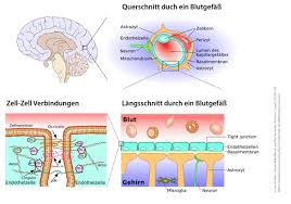Jedes kannst du auch (muskelaufbau). Nanopartikel An Der Blut Hirn Schranke Wissensplattform Nanopartikel Info