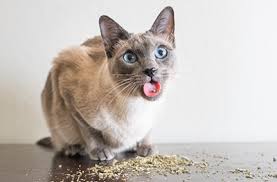 Kedi Vitamin Ve Ek Besinler Enmama